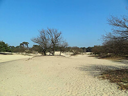 Natuurgebied de Drie Linden