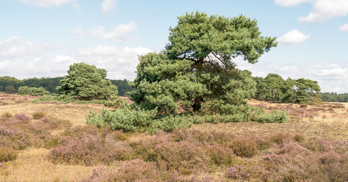 Meer Veluwe Meer Veluwe