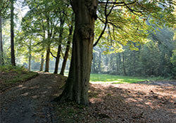 Fietsroute door de Veluwse bossen