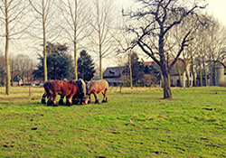 Fietsroute Emmeloord en de Weerribben