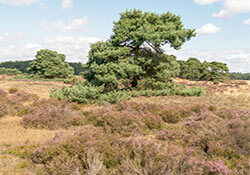 Fietsroute met meer Veluwe