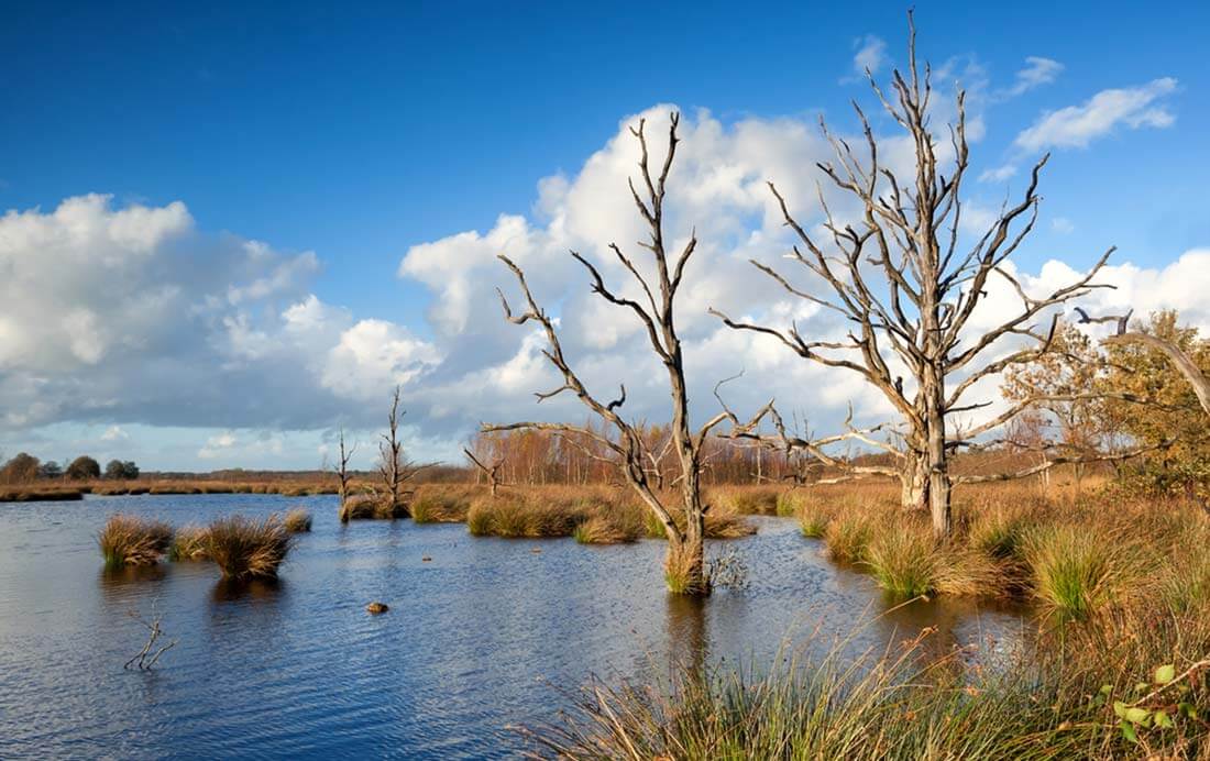 Fietsroute van de week 16 | Dwars door het Dwingelderveld Fietsroute van de week (16) | Dwars door het Dwingelderveld