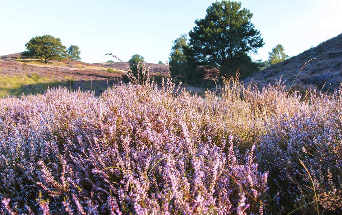 Fietsroute van de week (3) Brunssummerheide Fietsroute van de week (3) | Brunssummerheide