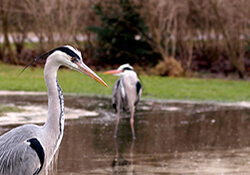 Fietsroute Zwart Water bij Venlo