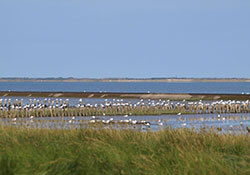 Werelderfgoedwaddenzee