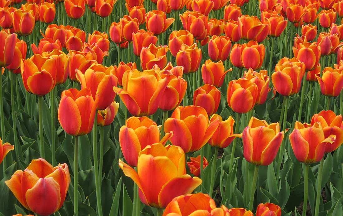 Fietsroutes voor het oranjegevoel Oranjeroutes: Fietsroutes voor het oranjegevoel