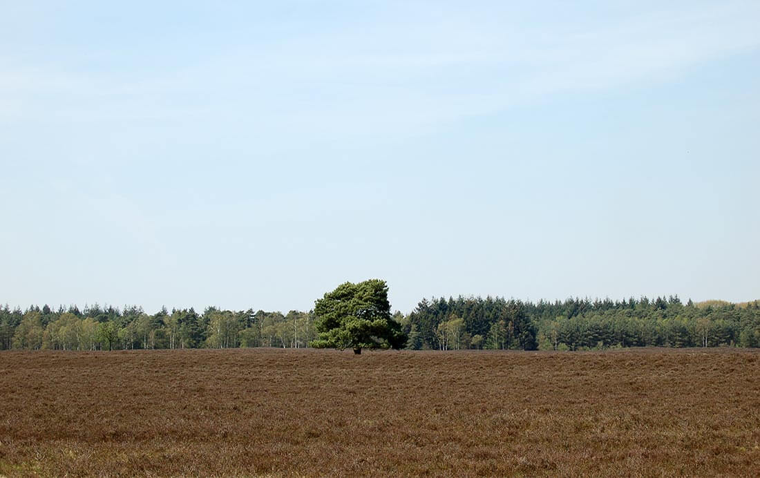 Ideaal voor het weekend: Drie fietsroutes op de Veluwe Ideaal voor het weekend Drie fietsroutes op de Veluwe